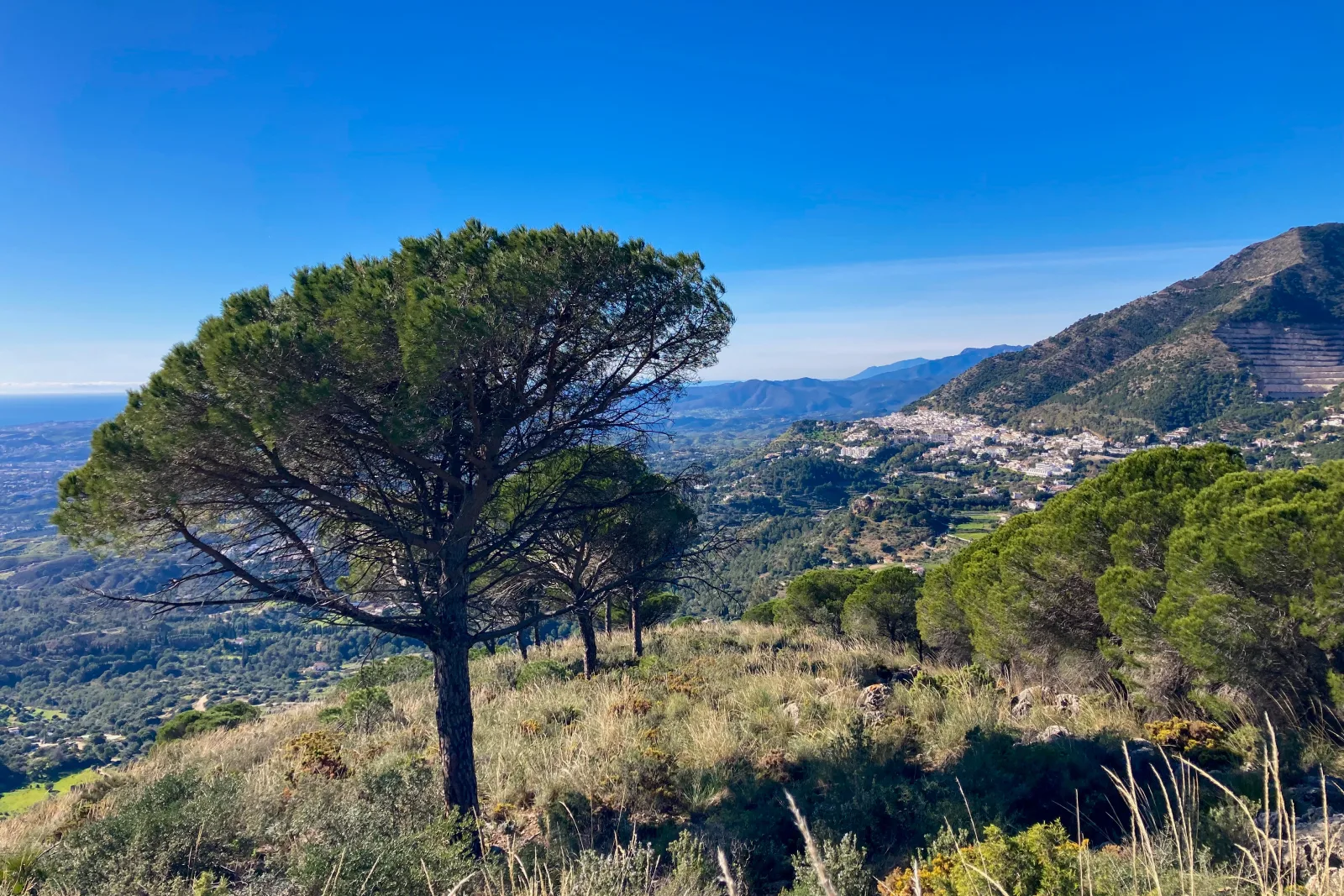 Dennenbomen en berglandschap op een wandelroute in de Sierra de Mijas boven Benalmádena