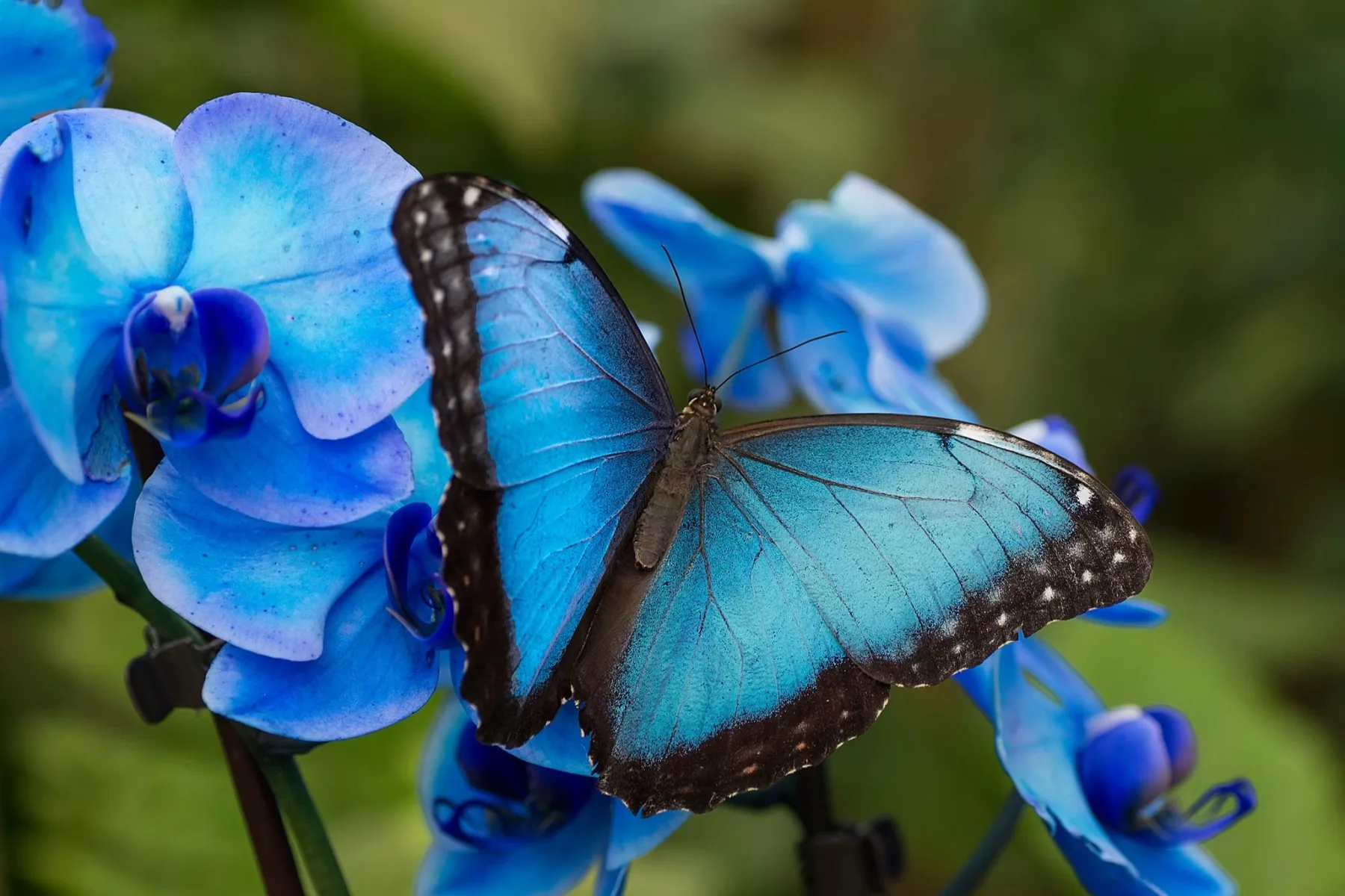 Blue butterfly resting on flowers at Butterfly Park Benalmádena