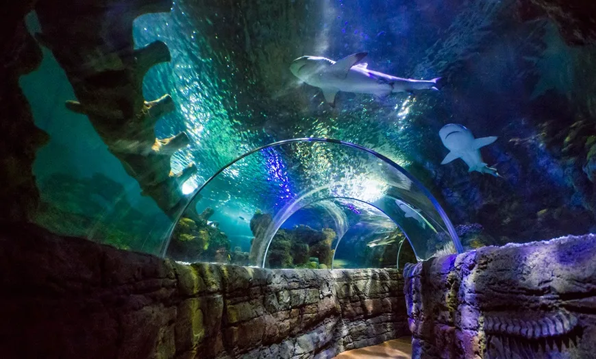 Underwater aquarium tunnel at SEA LIFE Benalmádena