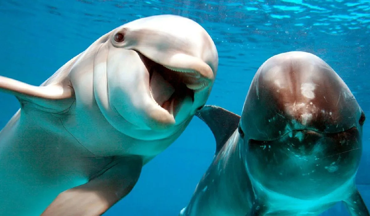 Dolphins underwater at Selwo Marina