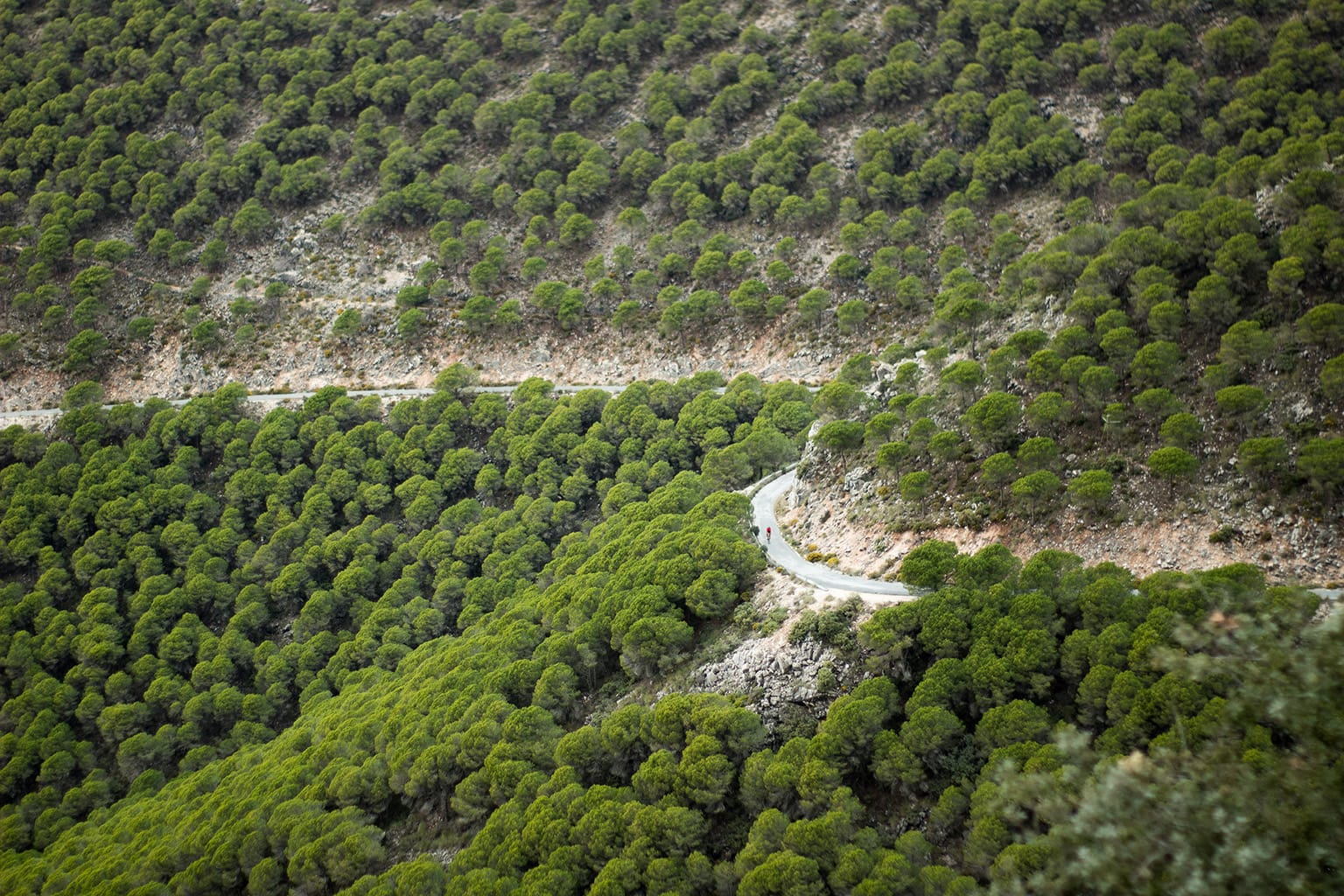 Epic road cycling tours and rentals from Fast Monkey from Kingfisher Apartments in Benal Beach, Spain
